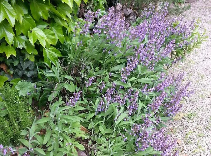 ゲストハウス La Cour Verte 3*