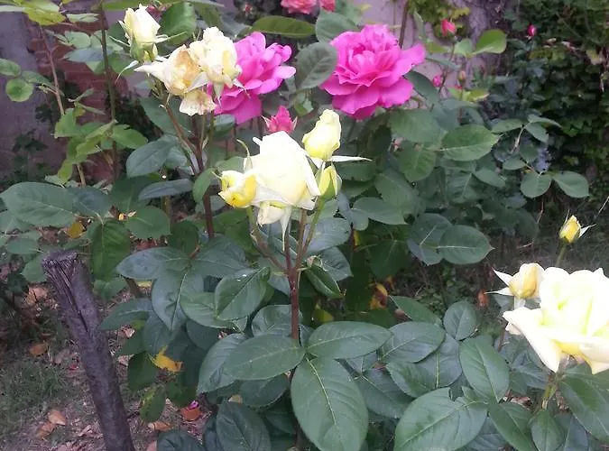 La Cour Verte ゲストハウス