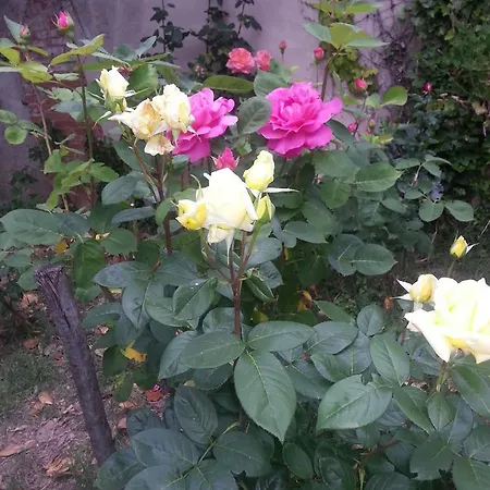 La Cour Verte Gasthuis